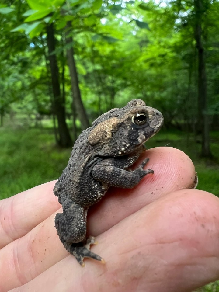 American Toad